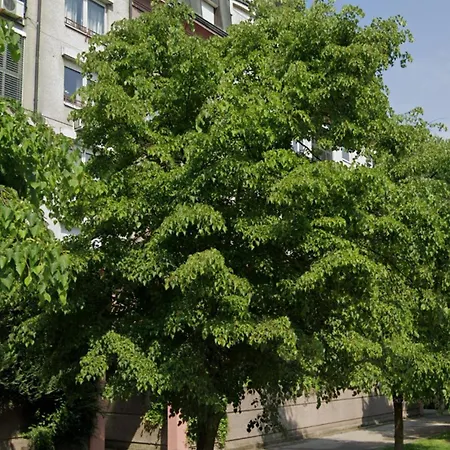 Comfy Flat In City-free Parking Apartament *